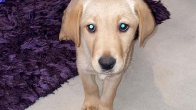 Puppy at Christmas