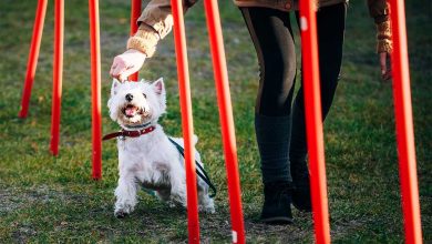 A Westie exercising