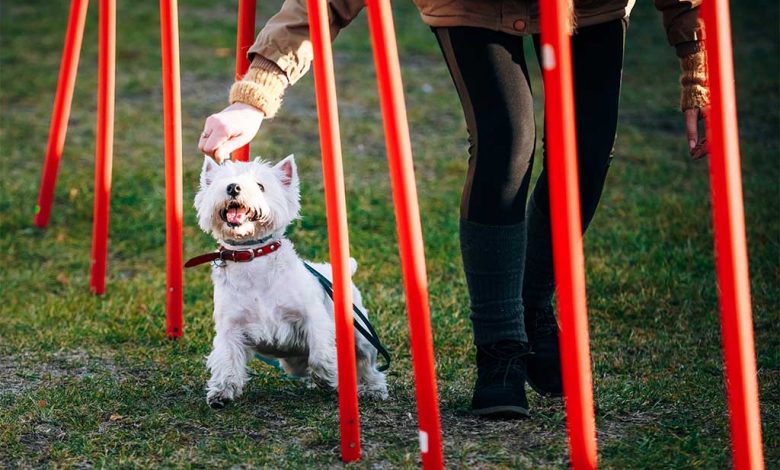 A Westie exercising