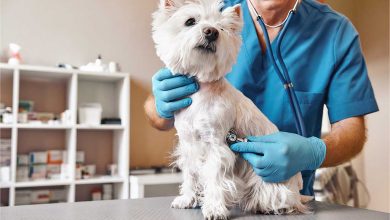 Vet checking a Westie