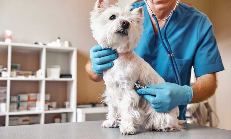 Vet checking a Westie