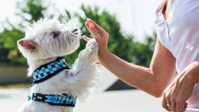 Westie touching a woman