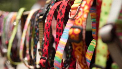 Colourful dog collars