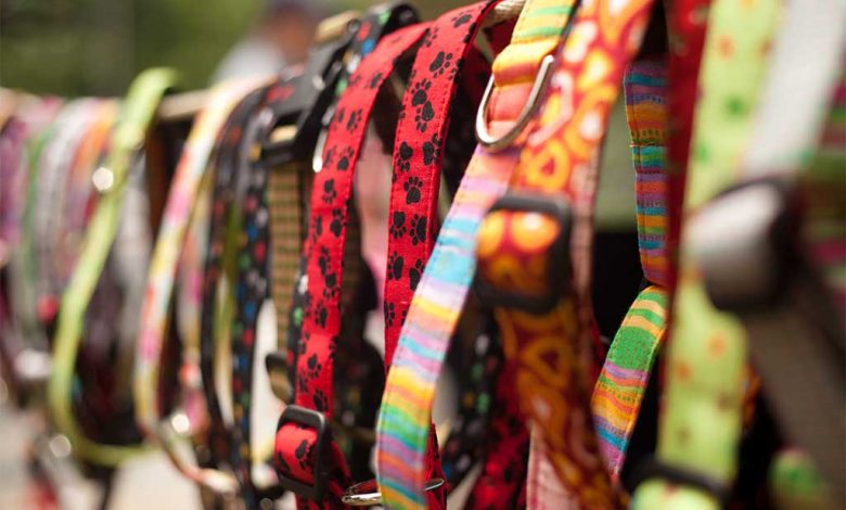 Colourful dog collars