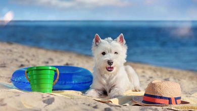 Westie on a beach