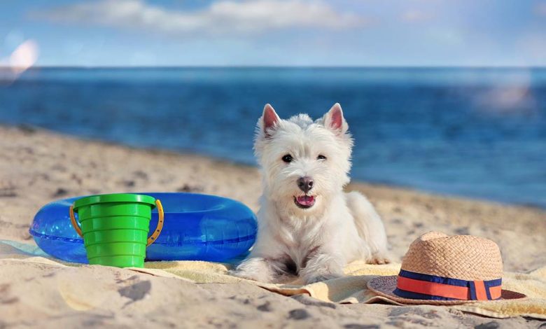 Westie on a beach