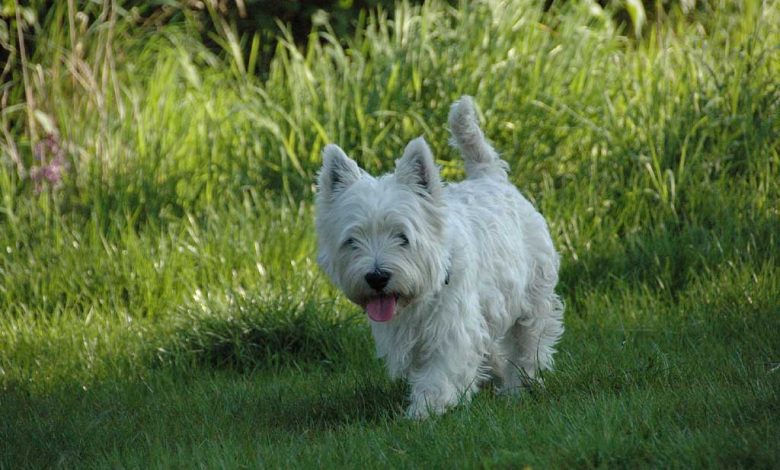 Westie dog walking in grass