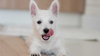 A Westie puppy