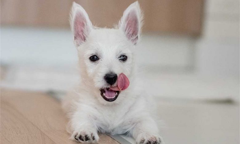 A Westie puppy