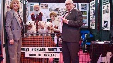 Westies at Crufts