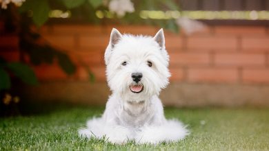 westie sitting