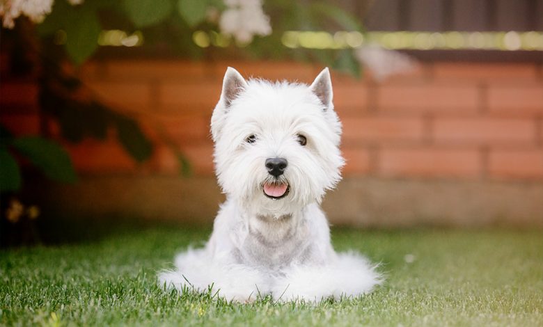 westie sitting