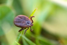 Tick