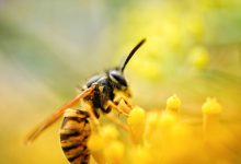 Wasp On Flower