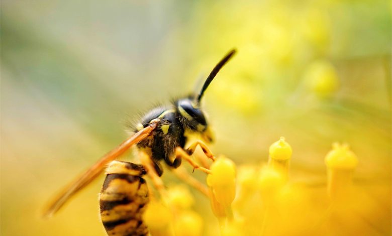 Wasp On Flower