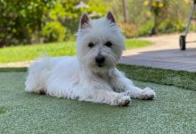 Westie Lying Down