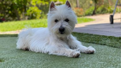 Westie Lying Down