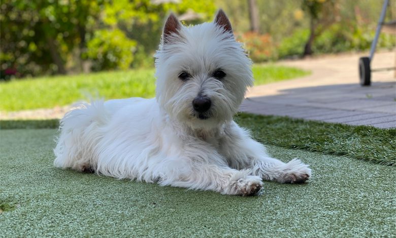 Westie Lying Down