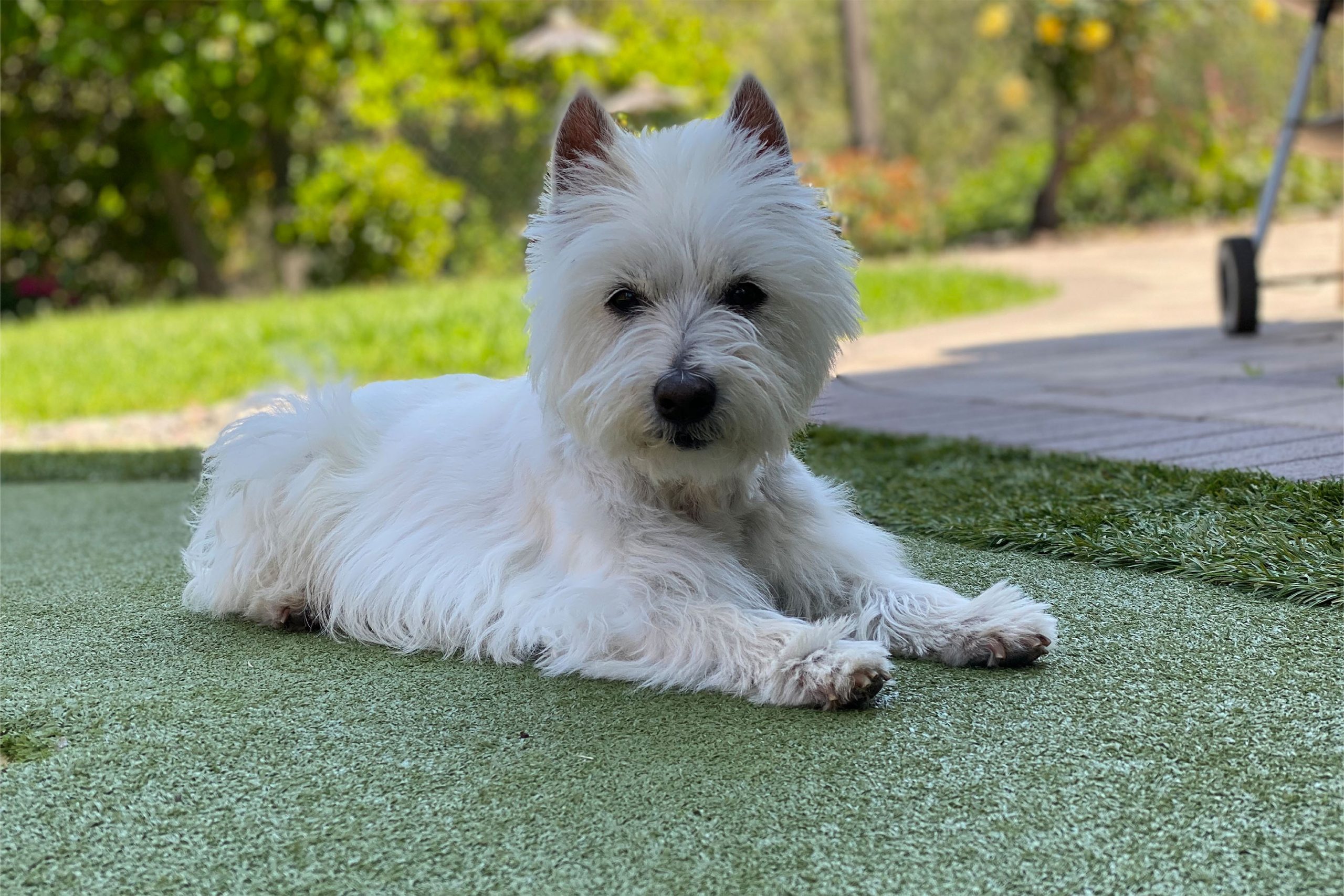 Photos sales of westies