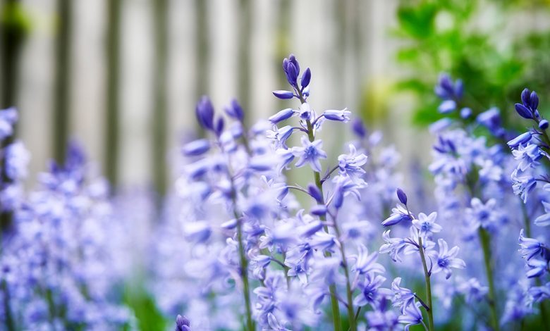 Bluebells