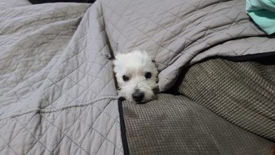 Westie hiding from storm