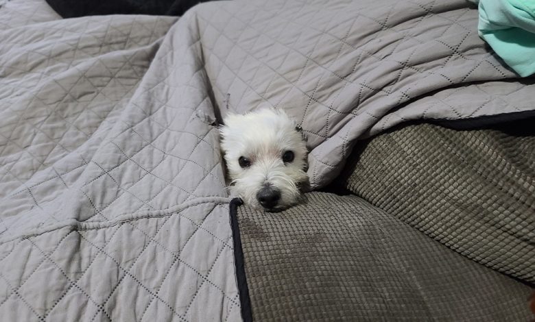 Westie hiding from storm