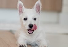 puppy sitting