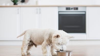 Westie sniffing food