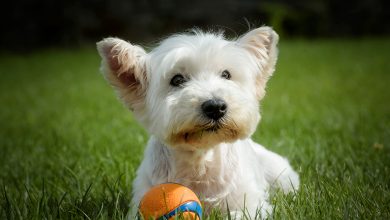 westie with ball