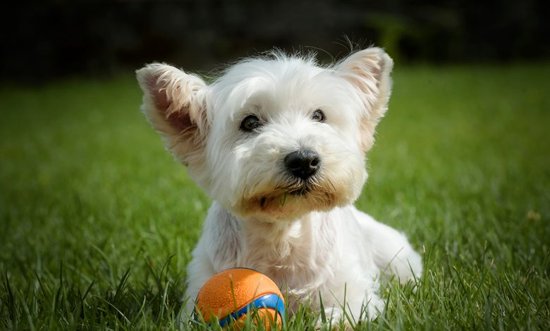 westie with ball
