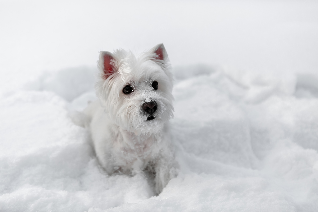 Snow westie best sale